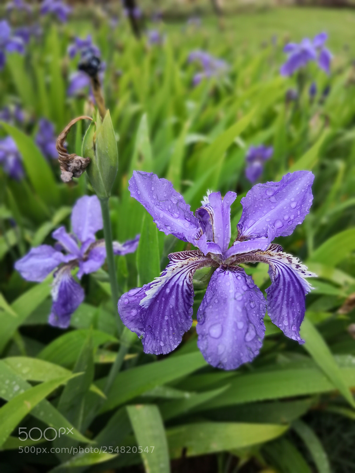 HUAWEI Mate 10 sample photo. Untitled photography