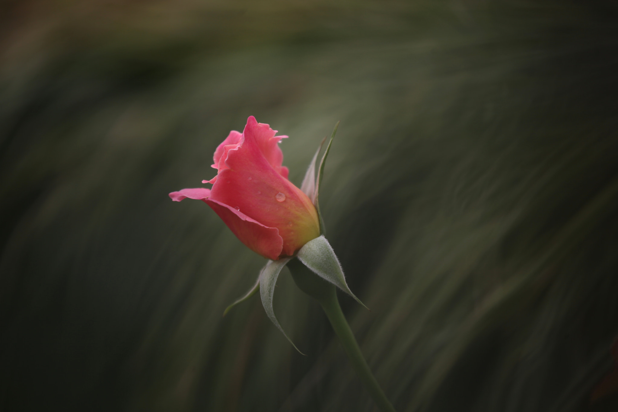 Canon EOS 5D Mark II sample photo