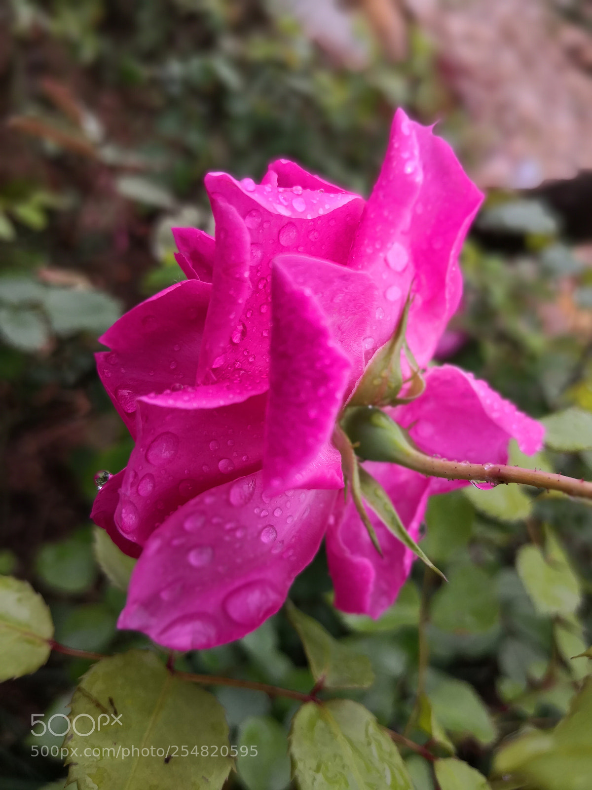 HUAWEI Mate 10 sample photo. Untitled photography