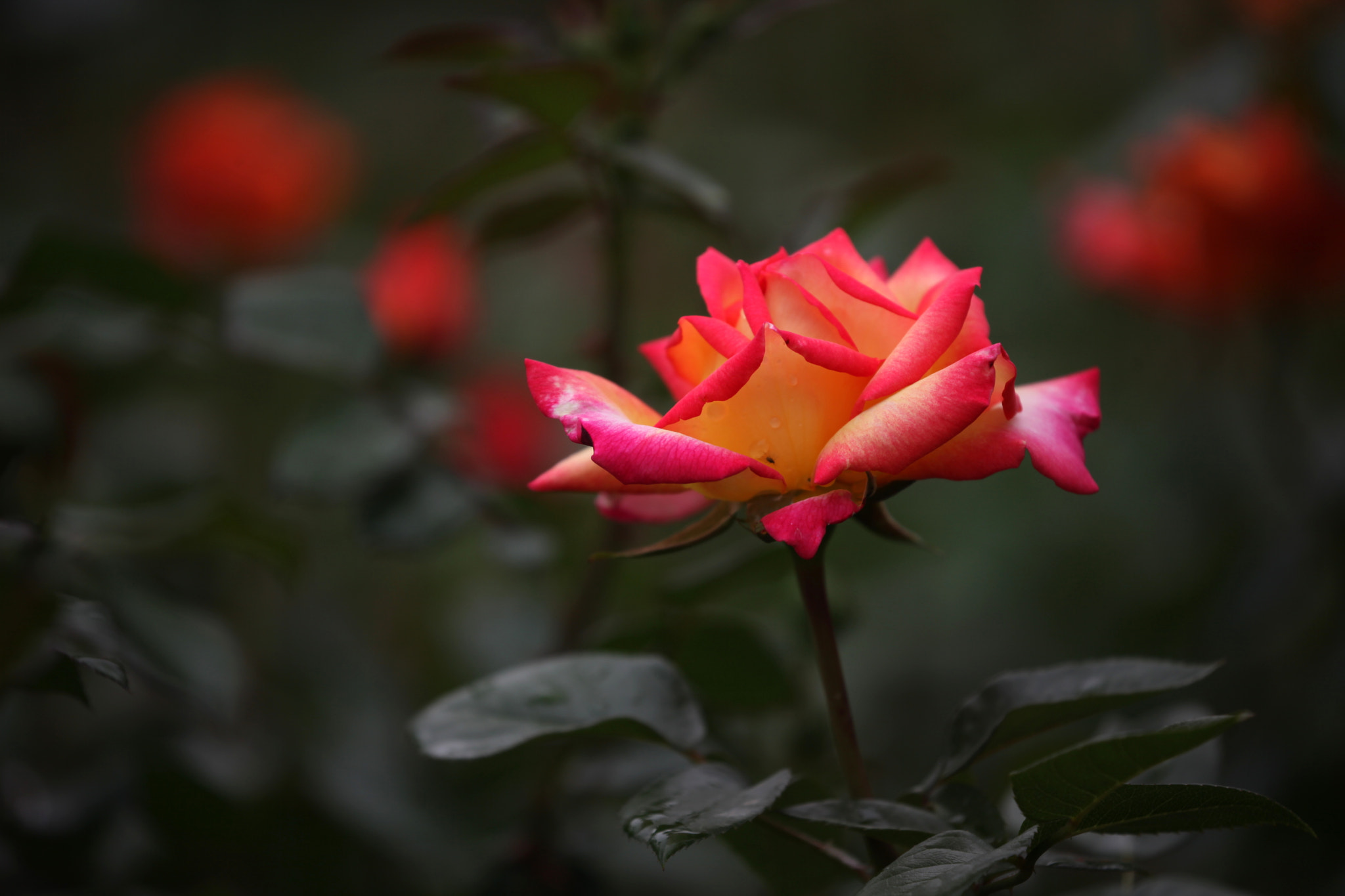 Canon EOS 5D Mark II sample photo