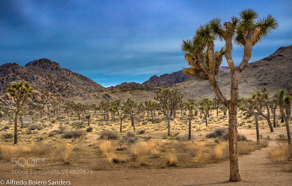 Sony a7R III sample photo. Joshua tree photography