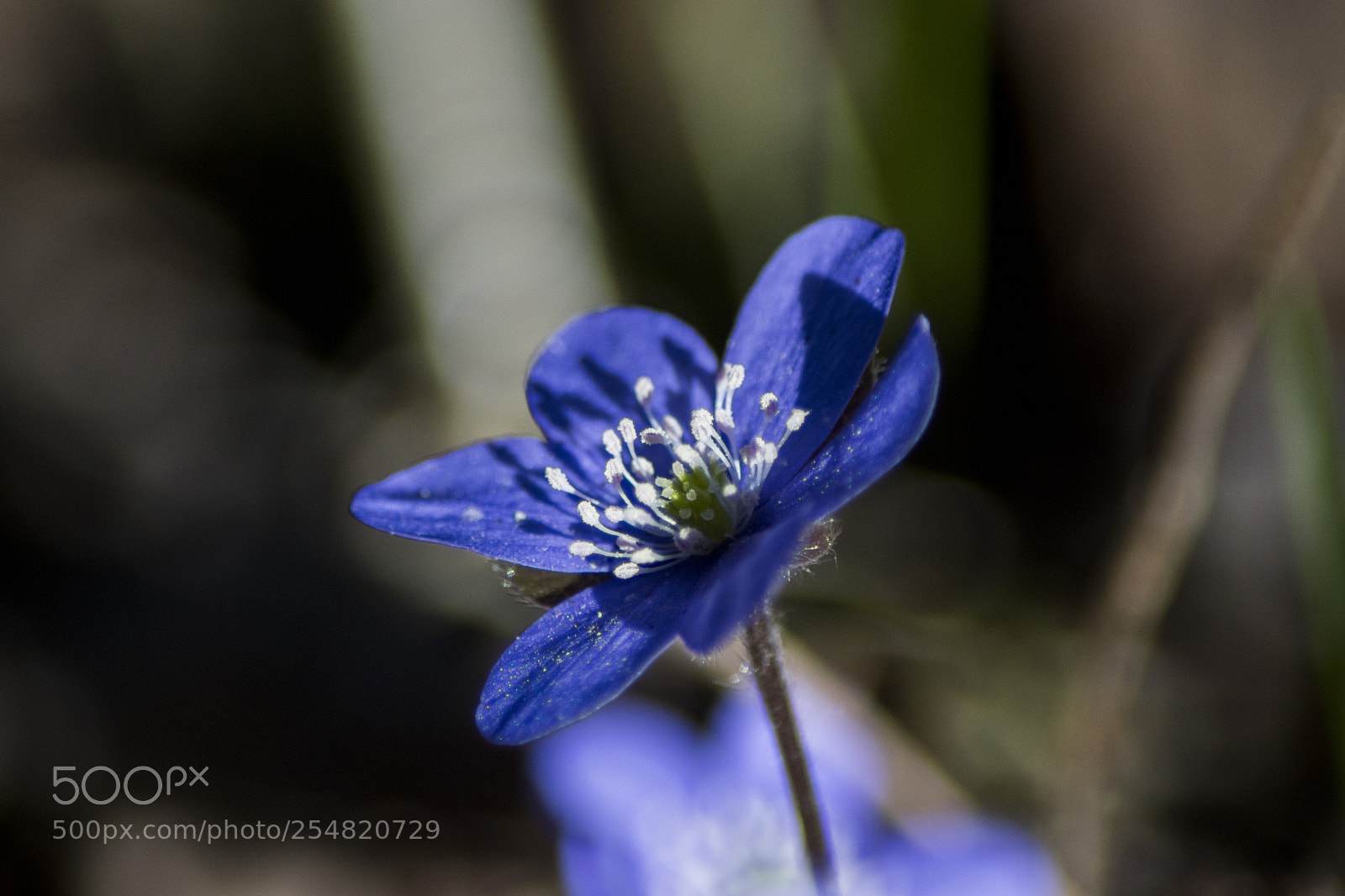 Sony ILCA-77M2 sample photo. Violet photography
