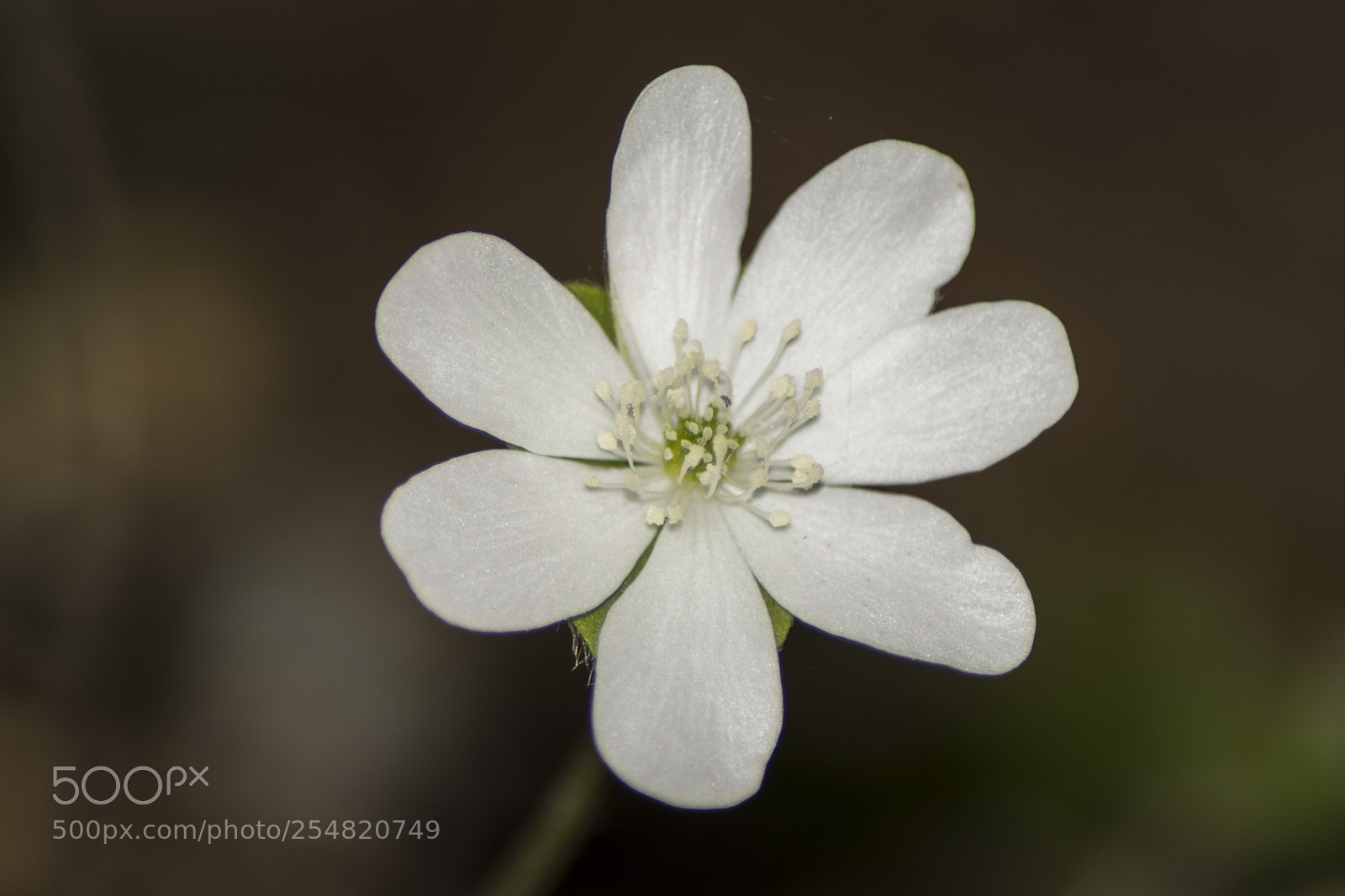 Sony ILCA-77M2 sample photo. White violet photography