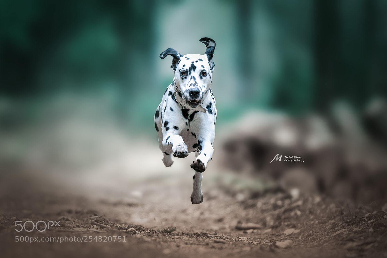 Sony a7R II sample photo. Dalmatian in flight photography