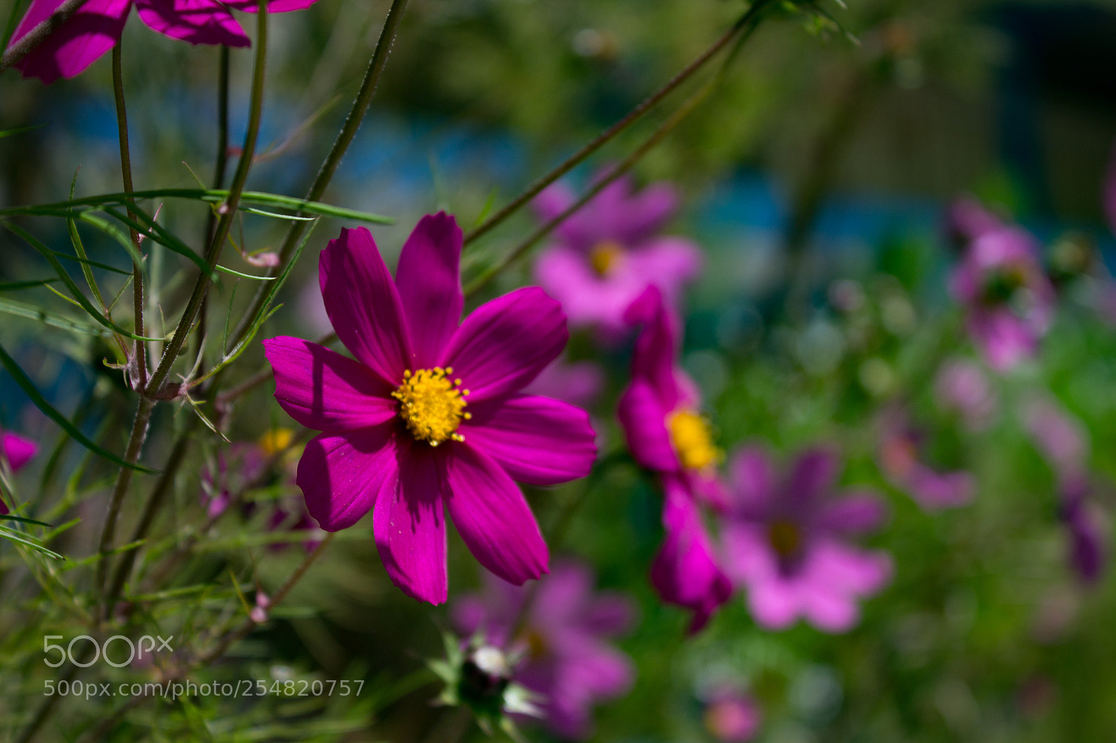 Canon EOS 1200D (EOS Rebel T5 / EOS Kiss X70 / EOS Hi) sample photo. Flowers in cajamarca photography