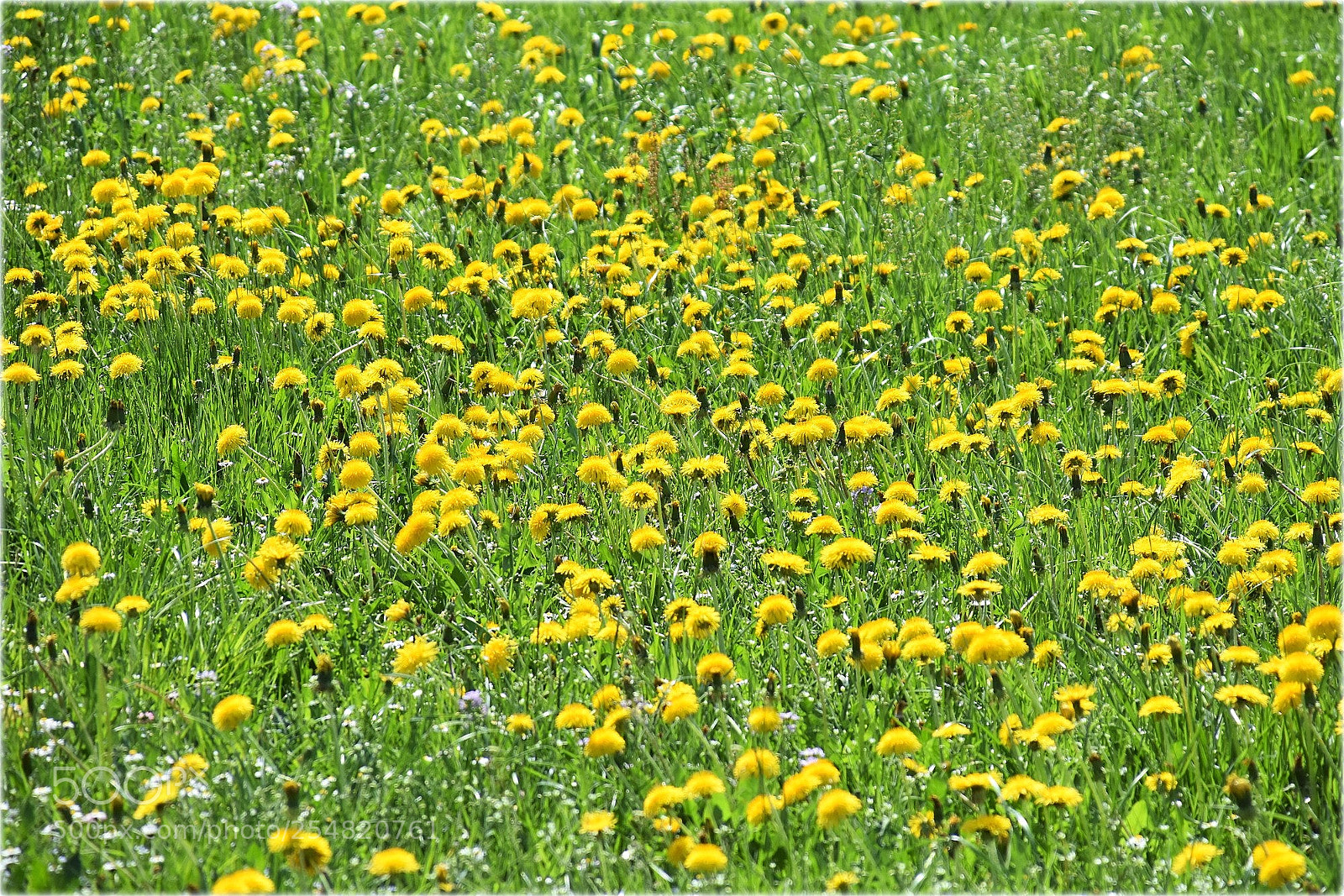 Nikon D7200 sample photo. "counting" photography
