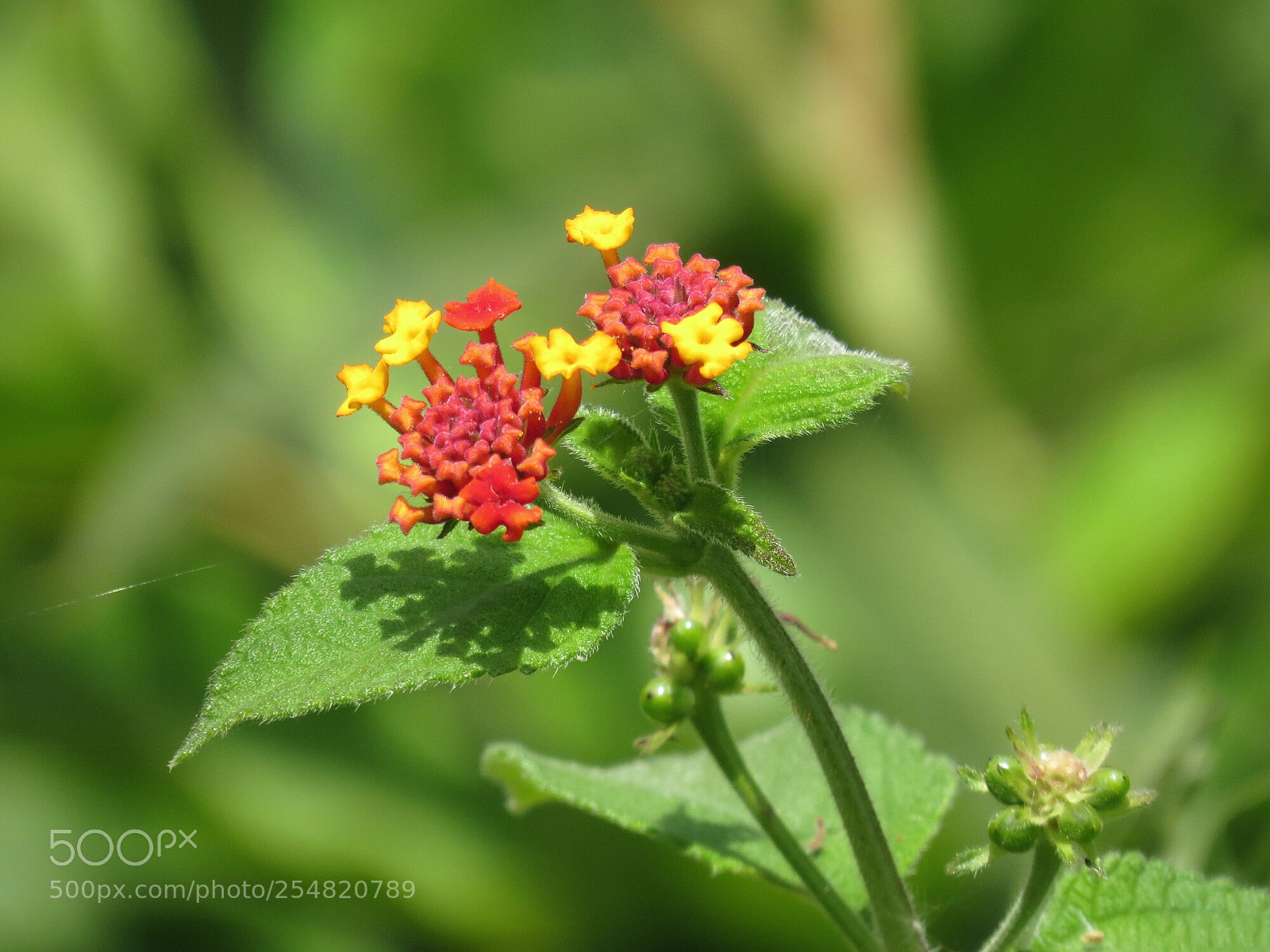 Canon PowerShot SX50 HS sample photo. Flowers photography