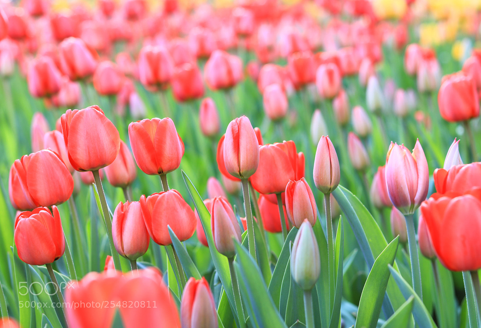 Canon EOS 760D (EOS Rebel T6s / EOS 8000D) sample photo. Весна photography