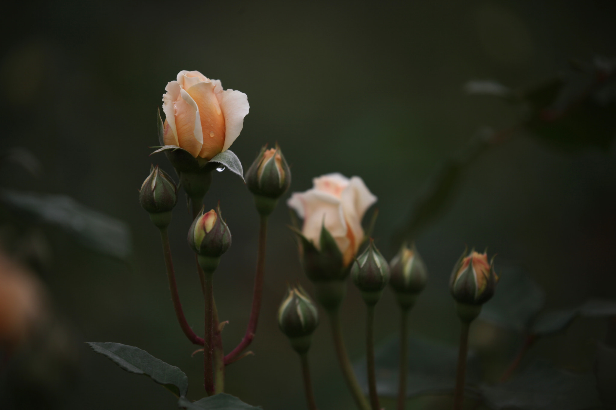 Canon EOS 5D Mark II sample photo. Untitled photography