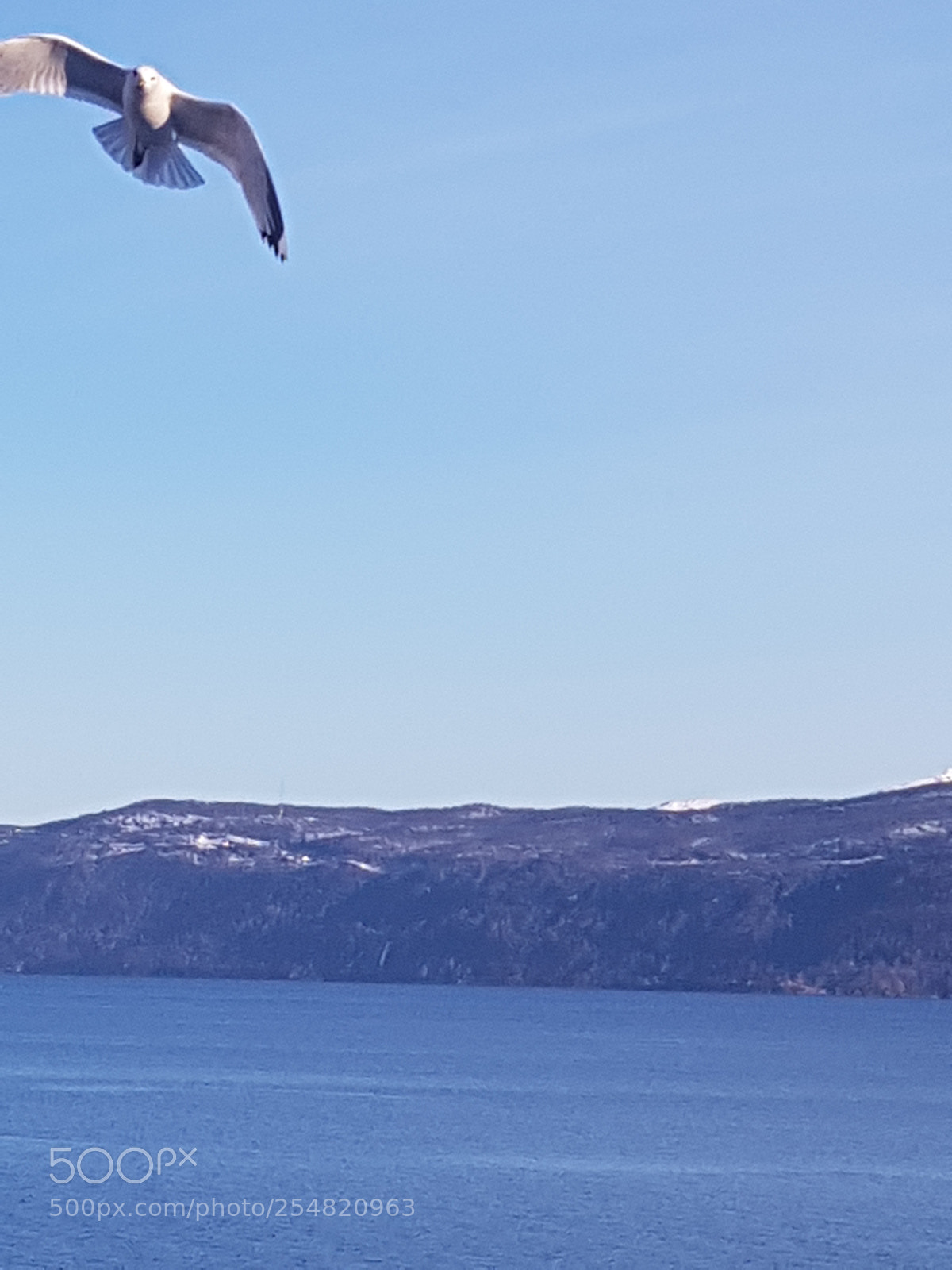 Samsung Galaxy S8 sample photo. Good morning, my seagull photography