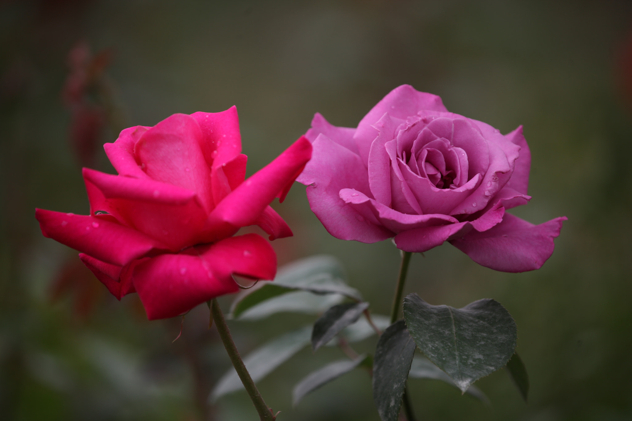 Canon EOS 5D Mark II sample photo