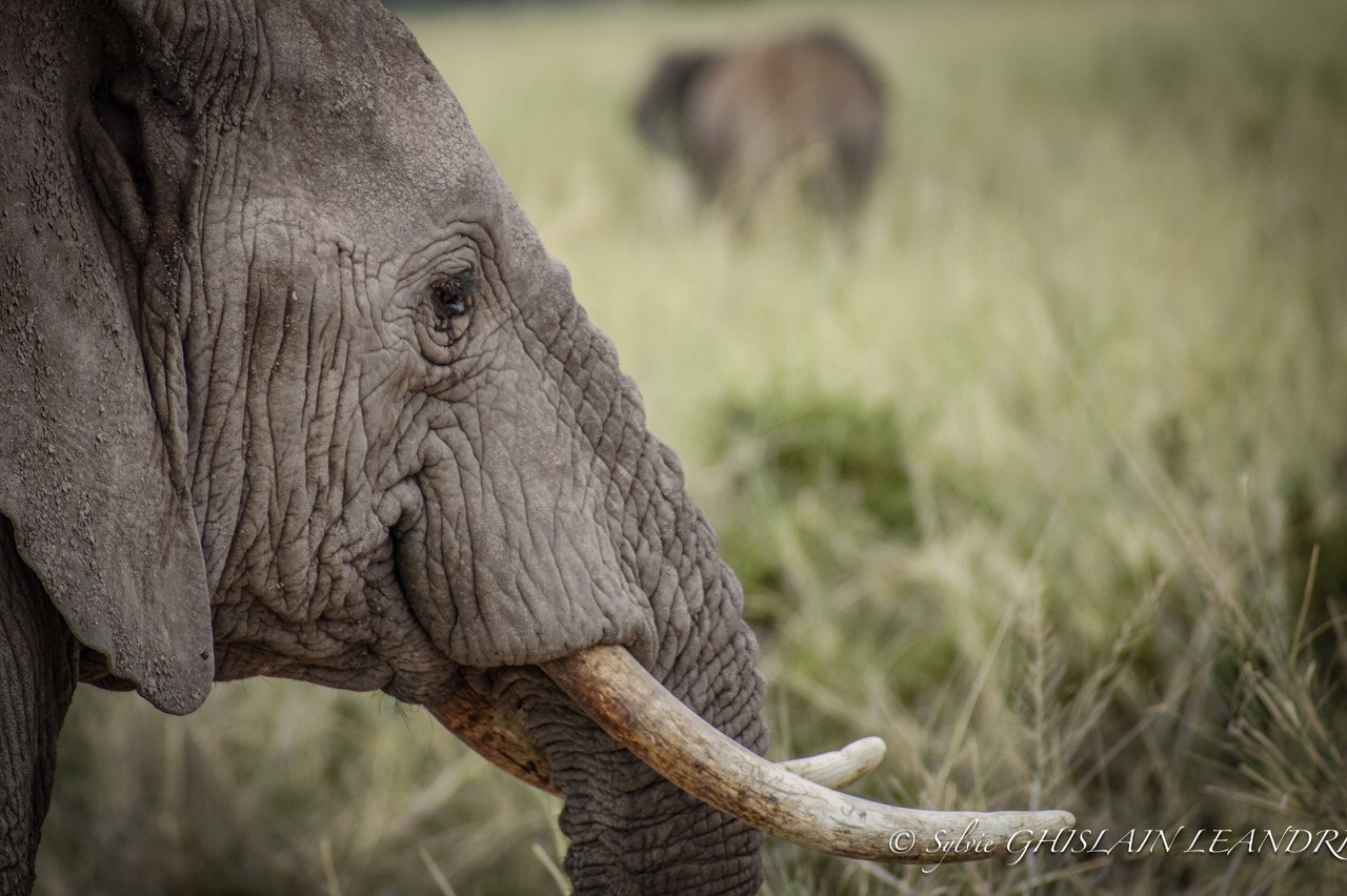 Sony Alpha DSLR-A450 sample photo. La sentinelle. photography