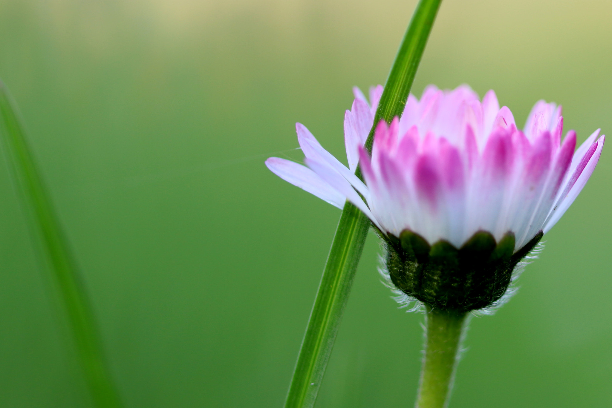 Canon EF 100mm F2.8 Macro USM sample photo