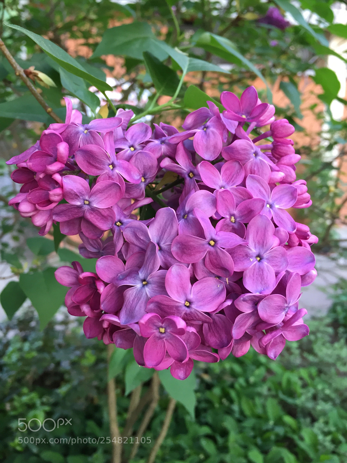 Apple iPhone 6 sample photo. Untitled photography