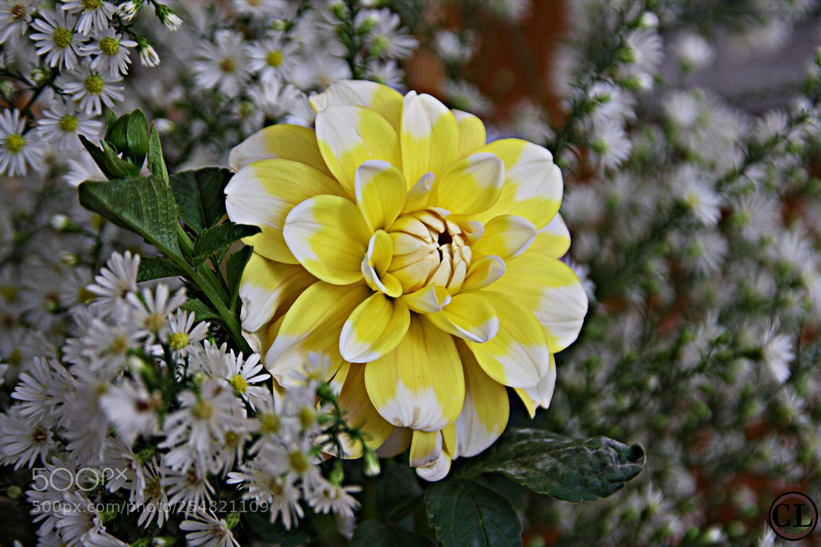 Canon EOS 1000D (EOS Digital Rebel XS / EOS Kiss F) sample photo. Yellow flower photography