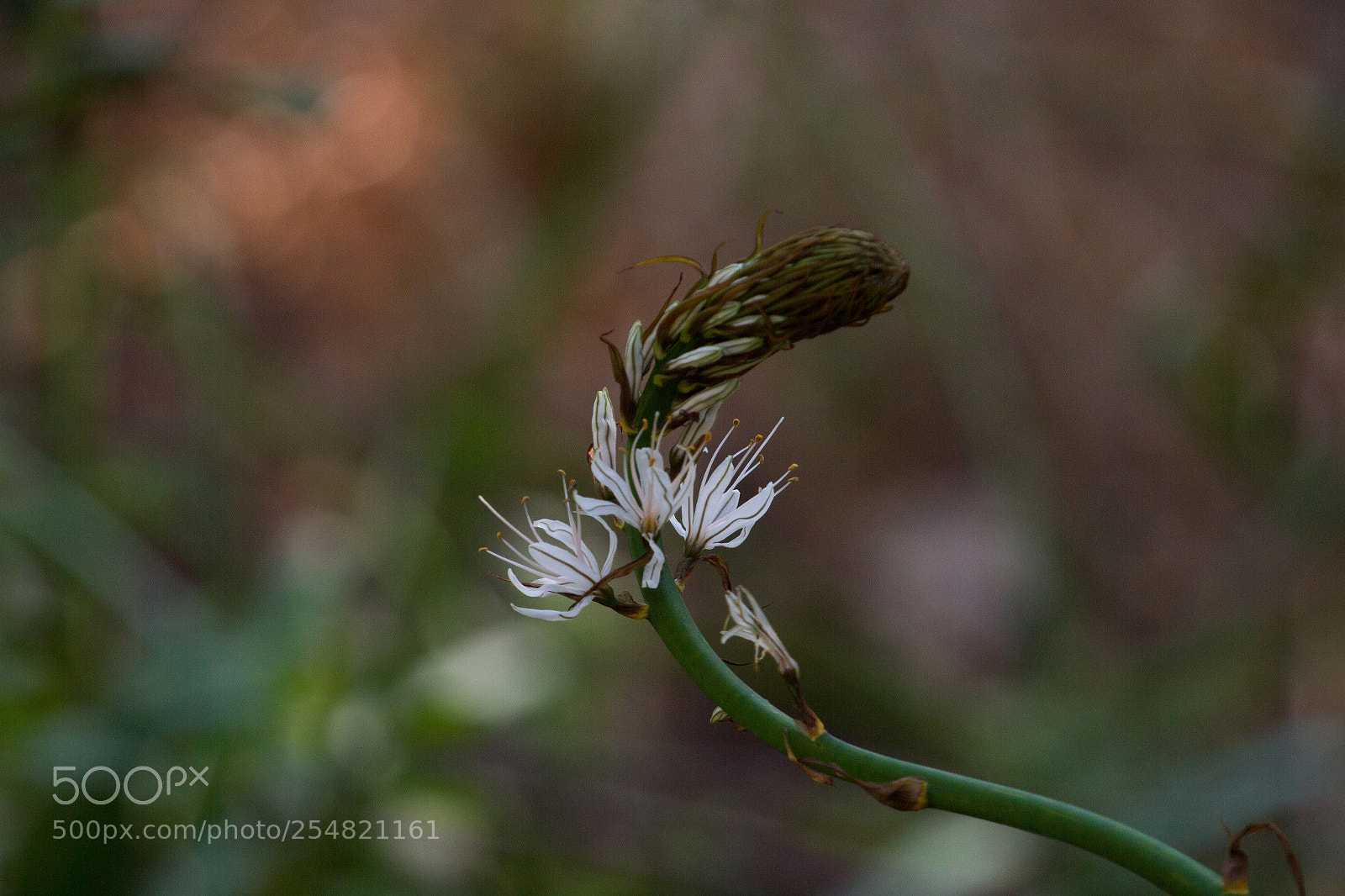 Canon EOS 7D sample photo. Fleur photography