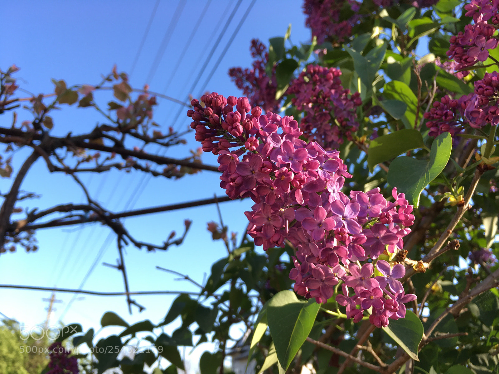Apple iPhone SE sample photo. Untitled photography