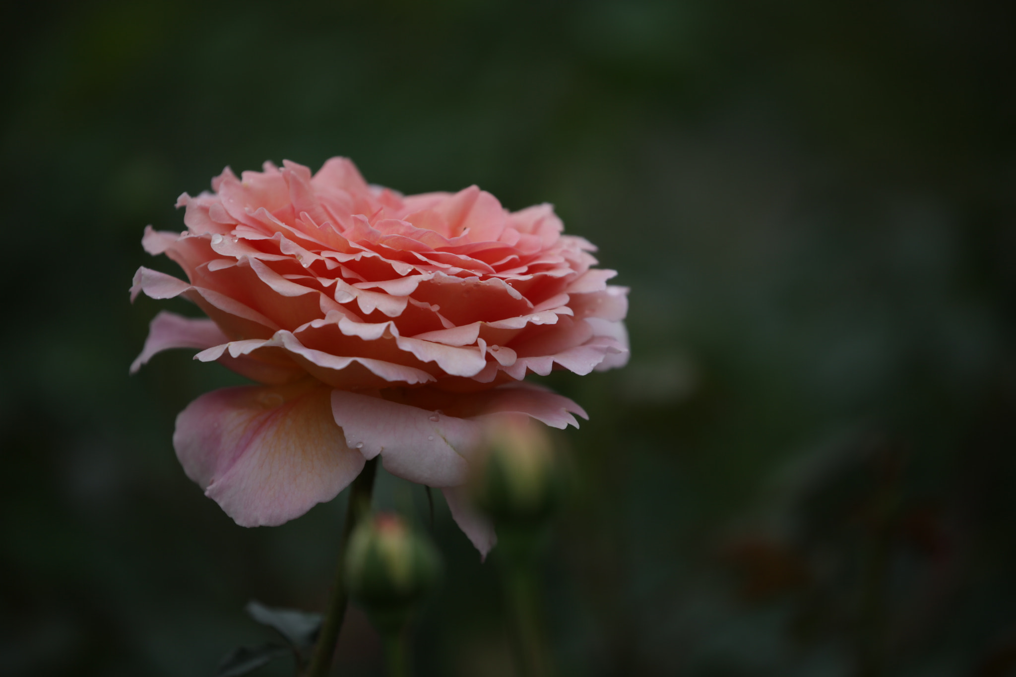 Canon EOS 5D Mark II sample photo