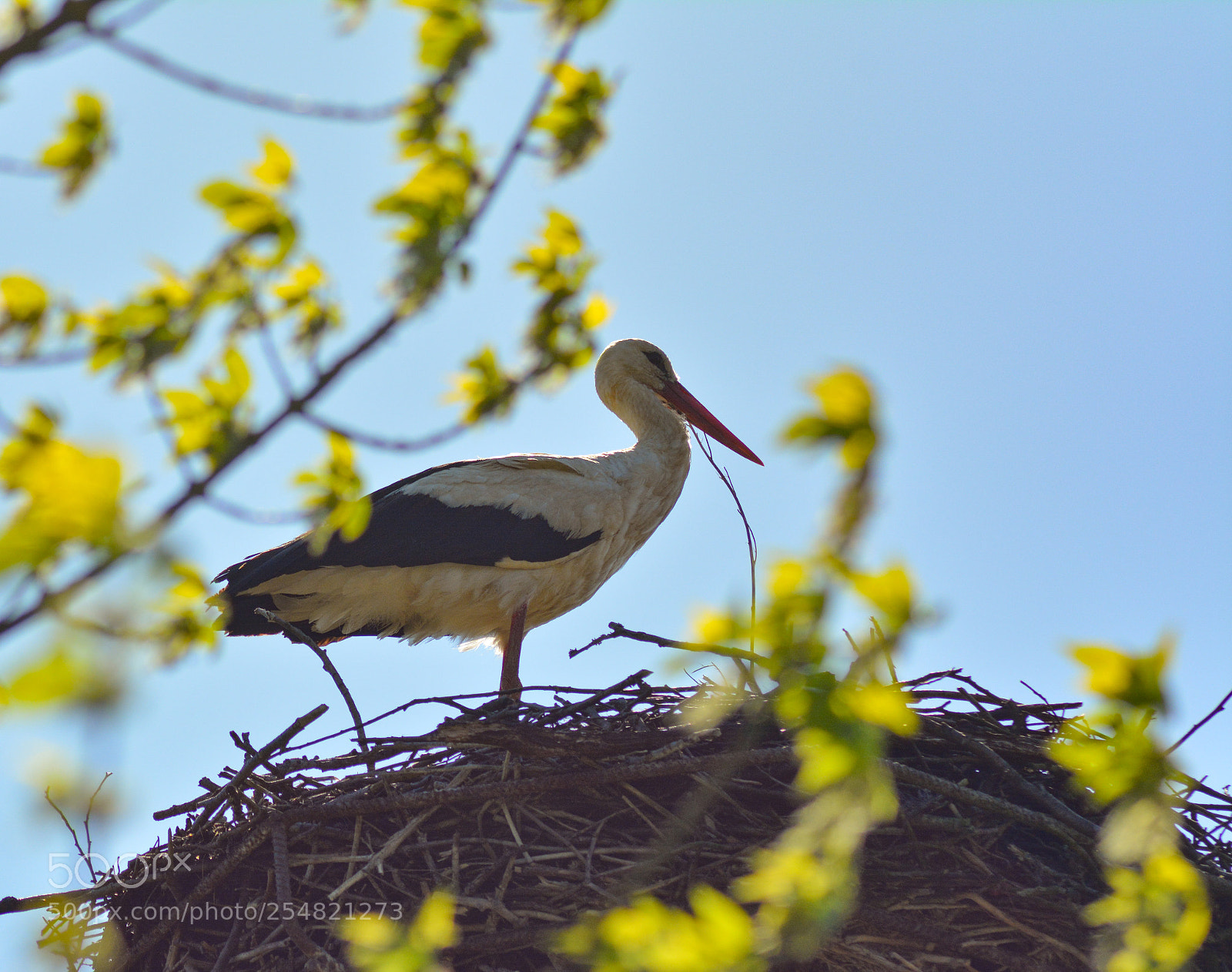 Nikon D5200 sample photo. Bird photography