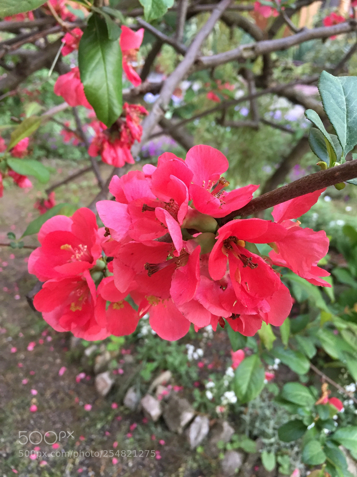 Apple iPhone 6 sample photo. Untitled photography