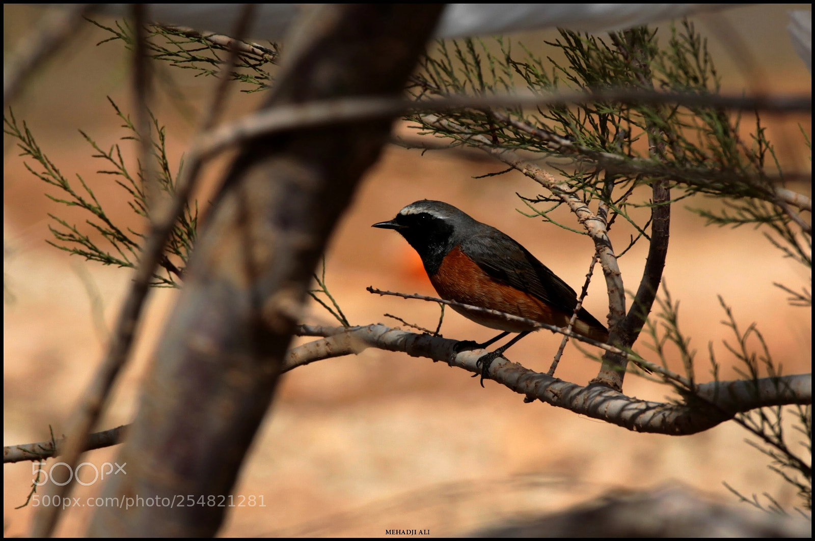 Canon EOS 5D Mark II sample photo. Rouge queue de moussier photography