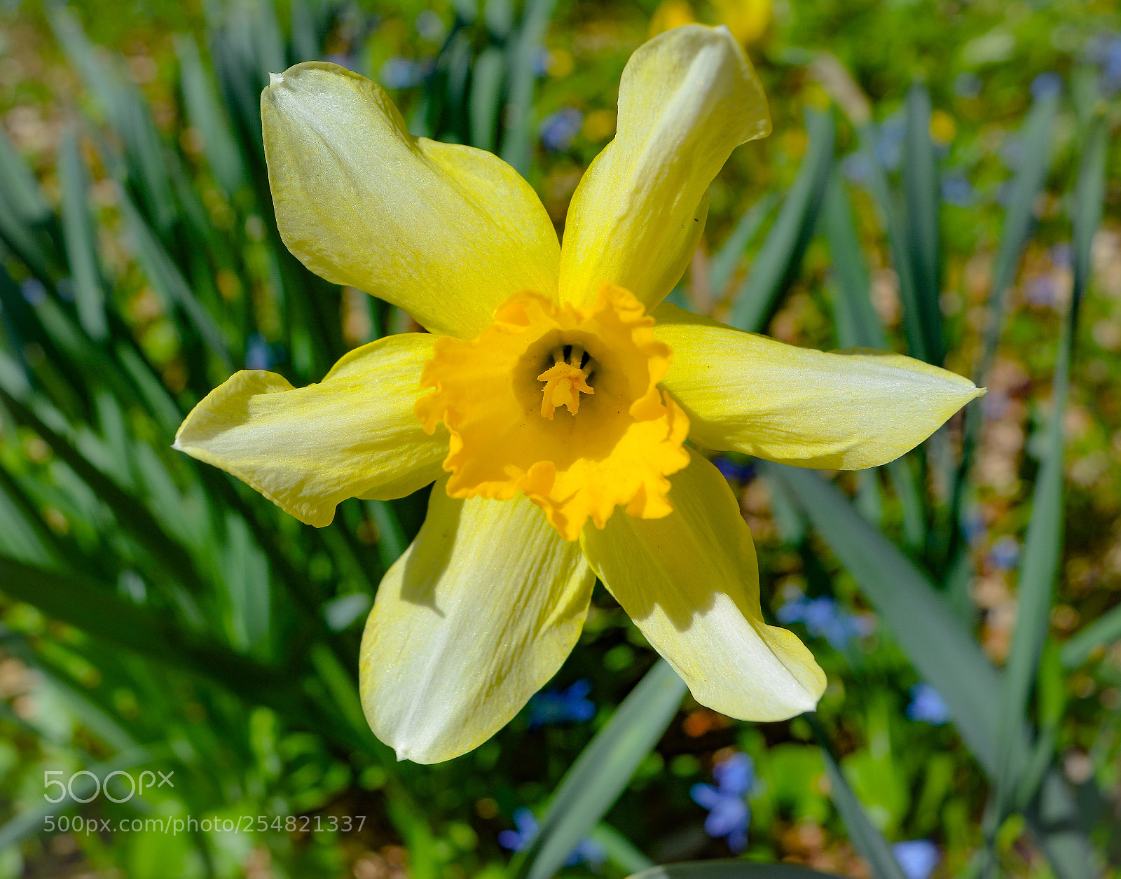 Nikon D5200 sample photo. Yellow photography