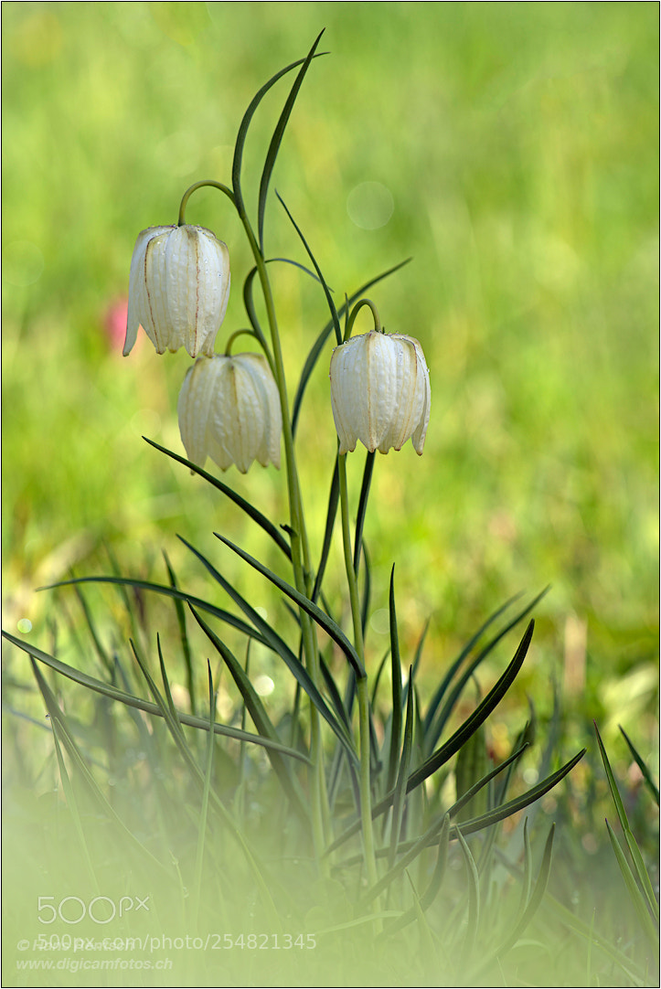 Nikon D850 sample photo. Guinea flower photography