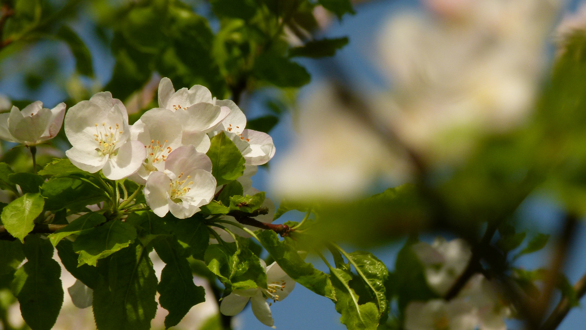 Leica V-Lux 2 sample photo