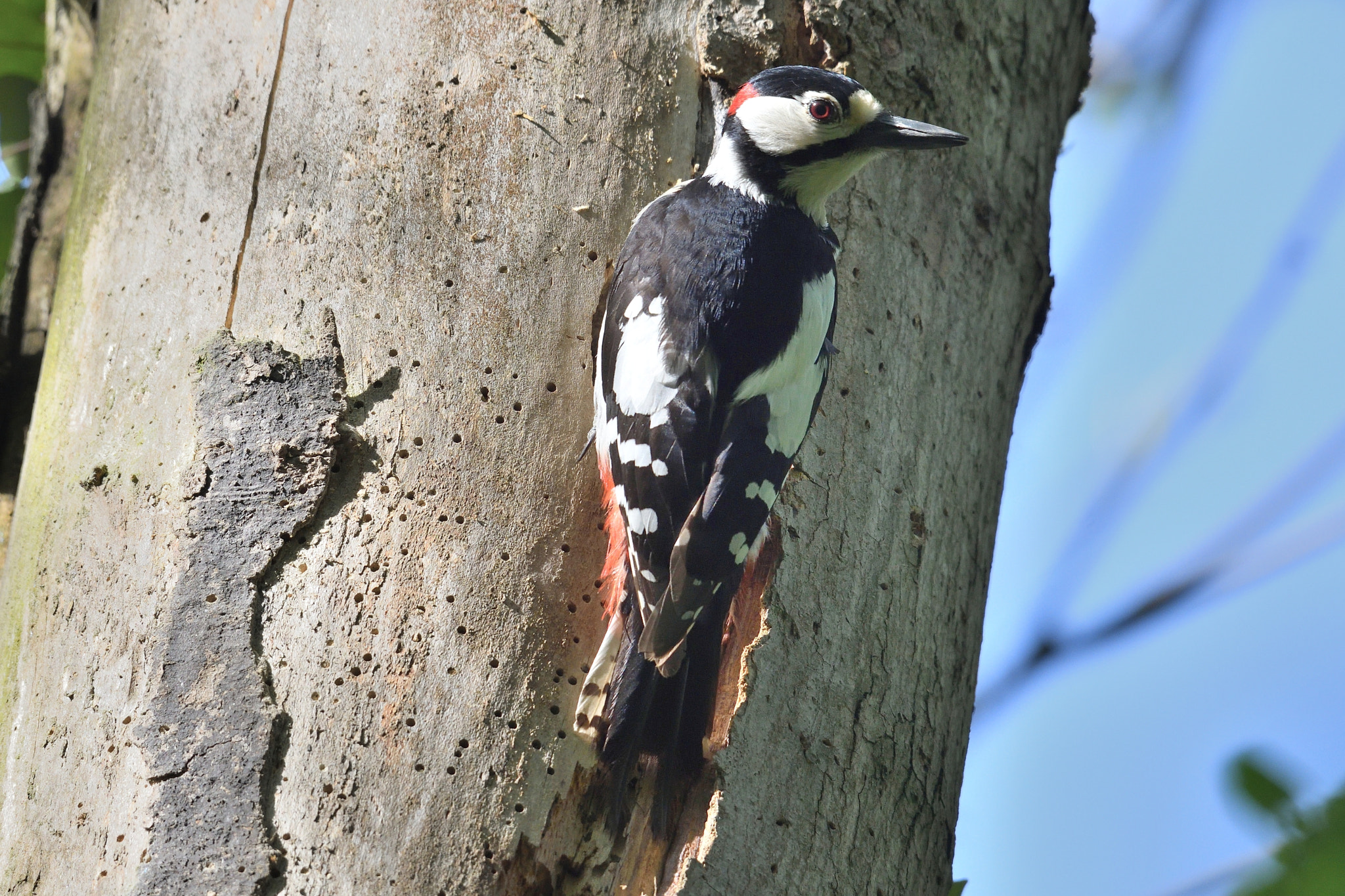 Nikon AF-S Nikkor 200-500mm F5.6E ED VR sample photo. Pic epeiche male photography