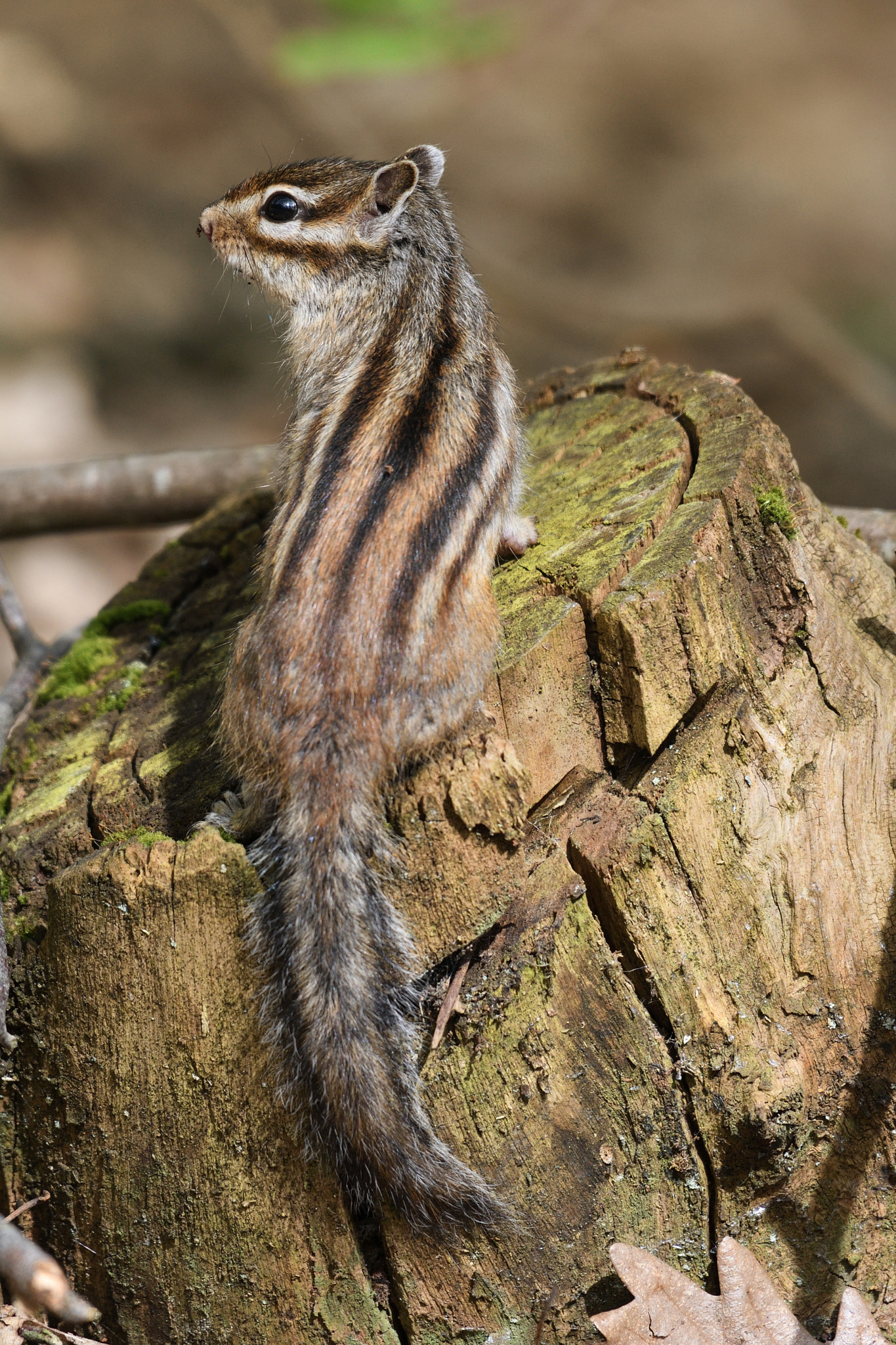 Nikon AF-S Nikkor 200-500mm F5.6E ED VR sample photo. Tamia photography