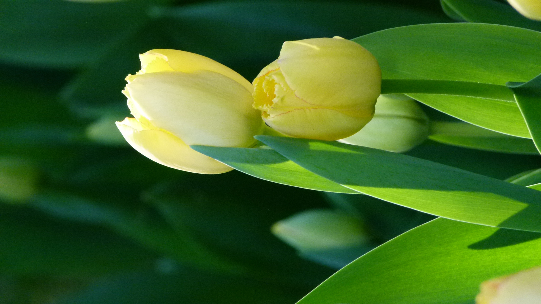 Leica V-Lux 2 sample photo