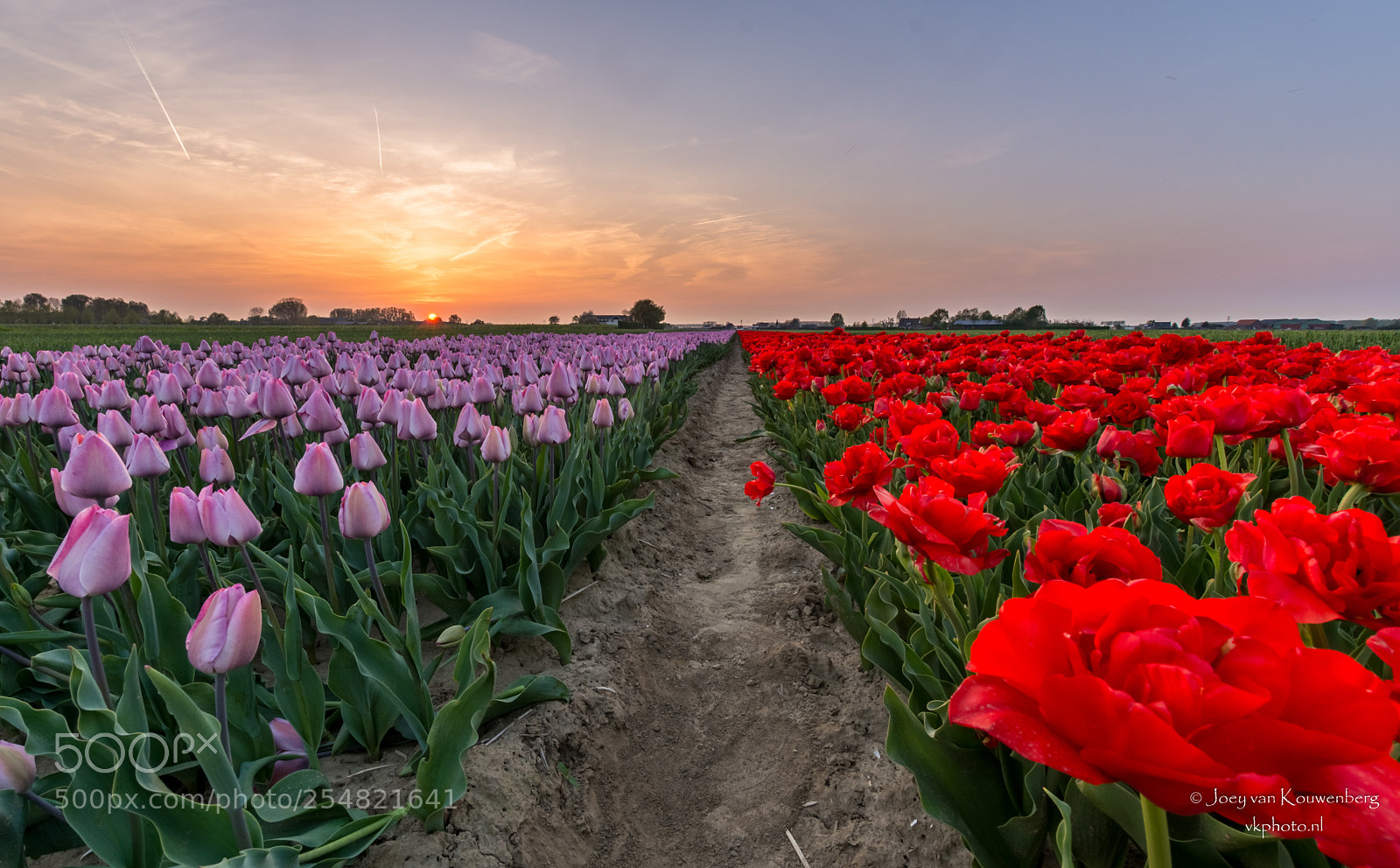 Nikon D5200 sample photo. Tulip fields netherlands photography