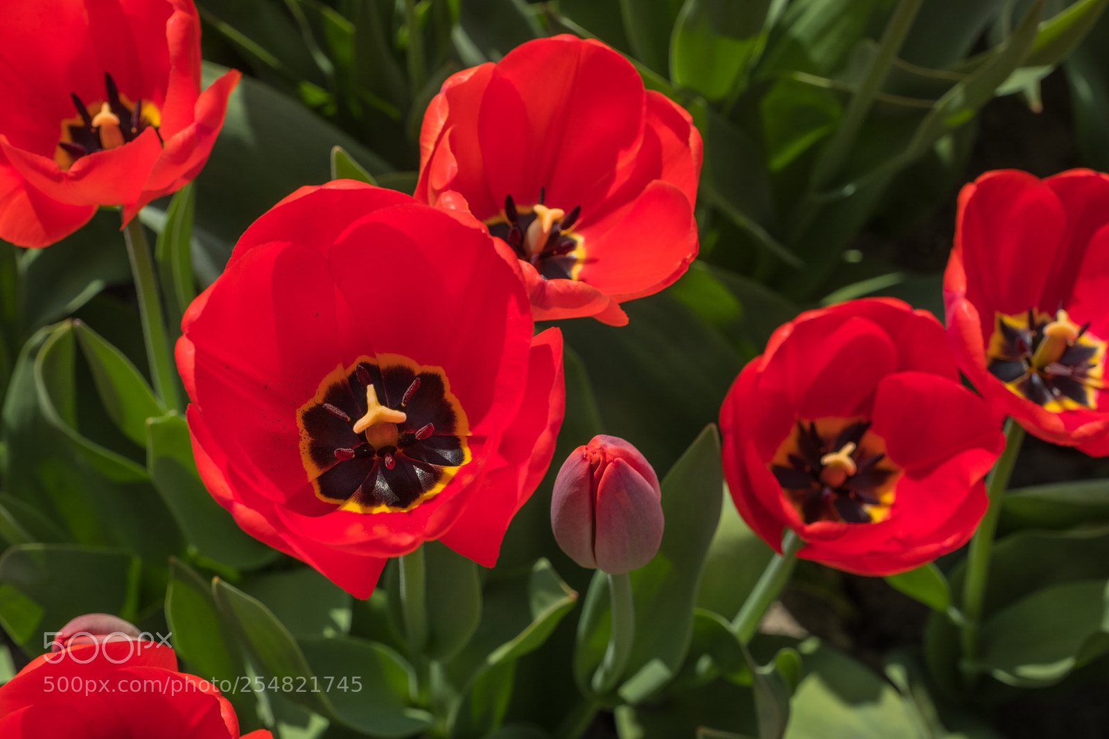 Fujifilm X-T2 sample photo. Flowers photography