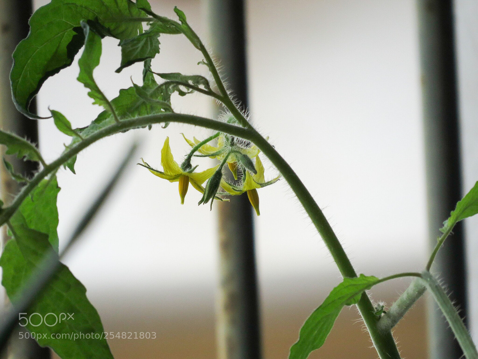 Canon PowerShot SX50 HS sample photo. Tomato flowers photography