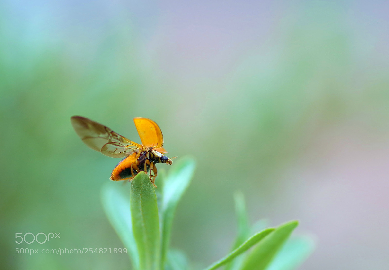 Pentax K-1 sample photo. Fly photography
