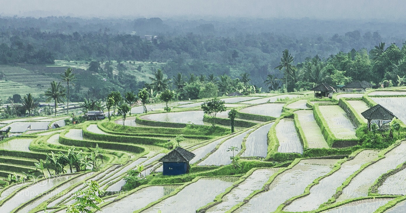 Canon EOS 5D Mark IV sample photo. Layered - bali photography