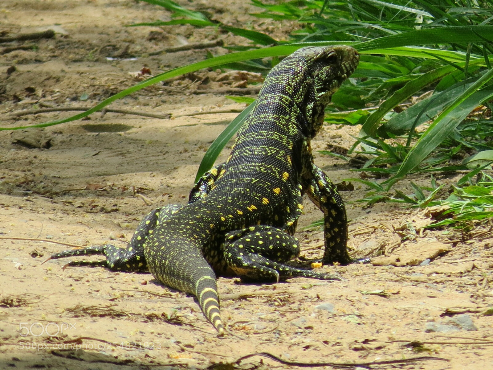 Canon PowerShot SX50 HS sample photo. Reptile photography