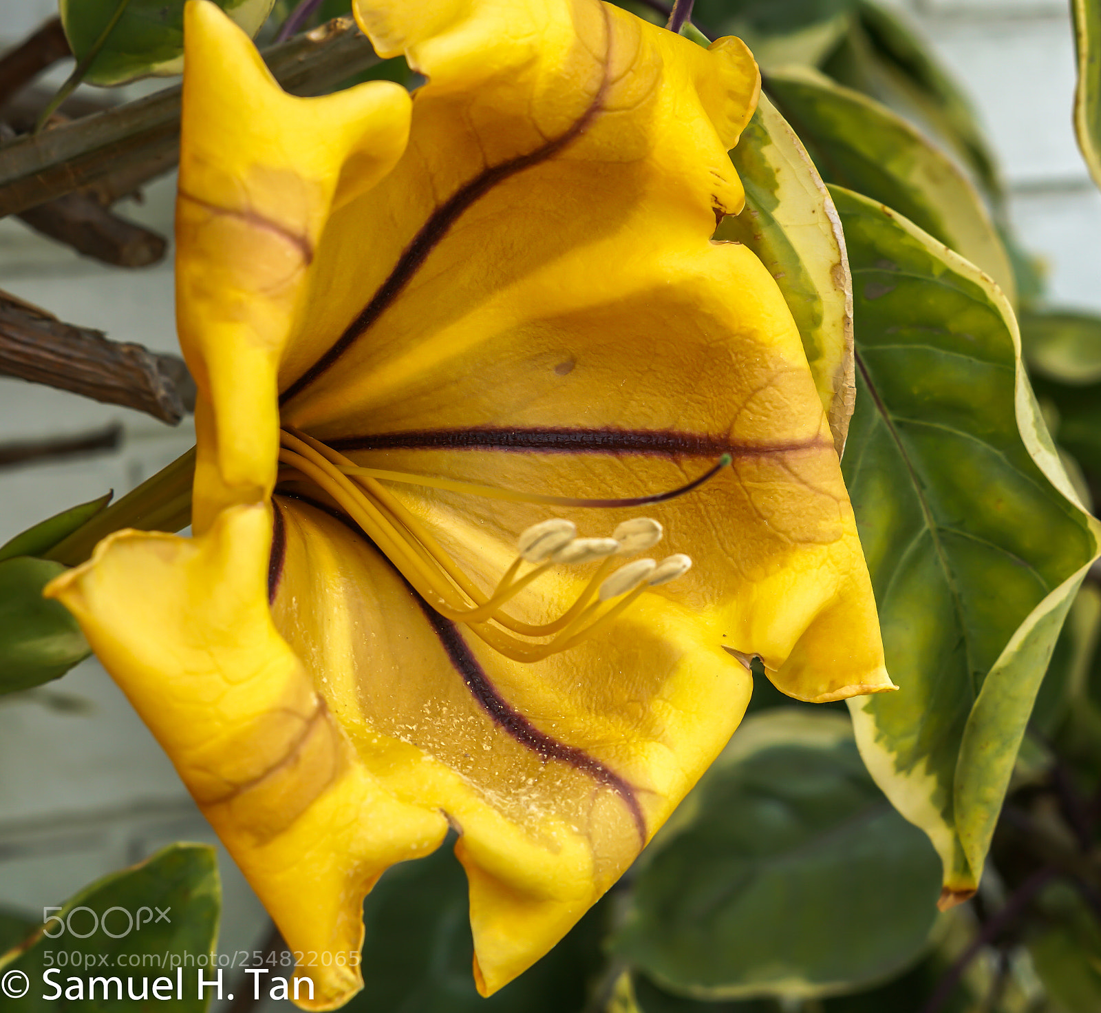 Sony a6500 sample photo. One of kind flowers photography