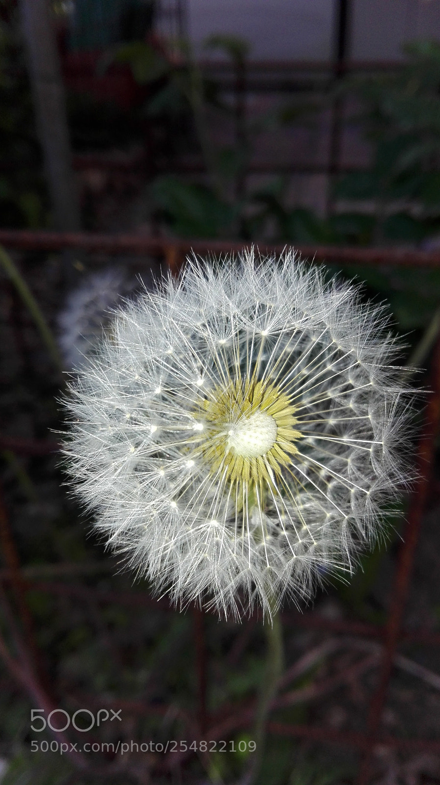 HUAWEI P8 Lite sample photo. Untitled photography