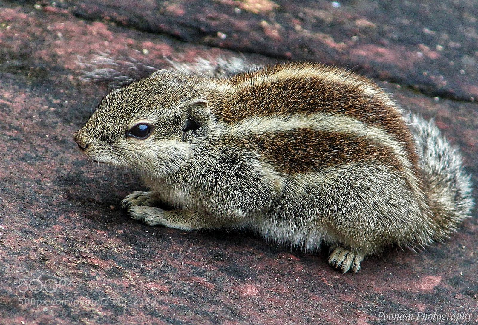 Canon EOS 1300D (EOS Rebel T6 / EOS Kiss X80) sample photo. Squirrel photography