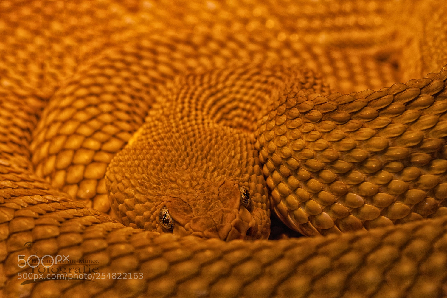 Canon EOS 40D sample photo. Snake photography