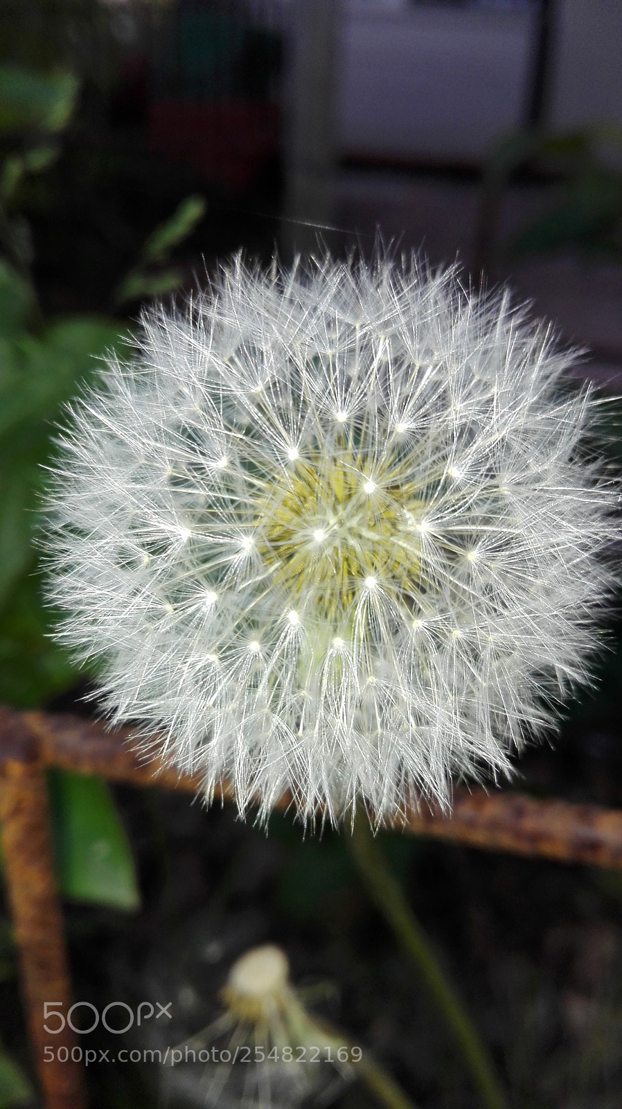 HUAWEI P8 Lite sample photo. Untitled photography