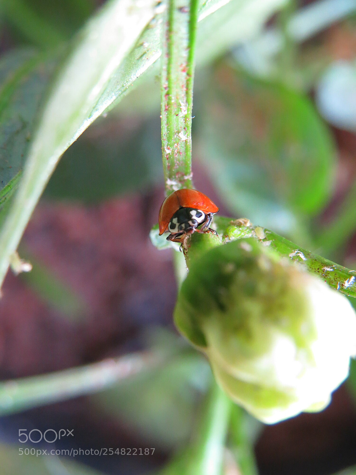 Canon PowerShot SX50 HS sample photo. Ladybug photography