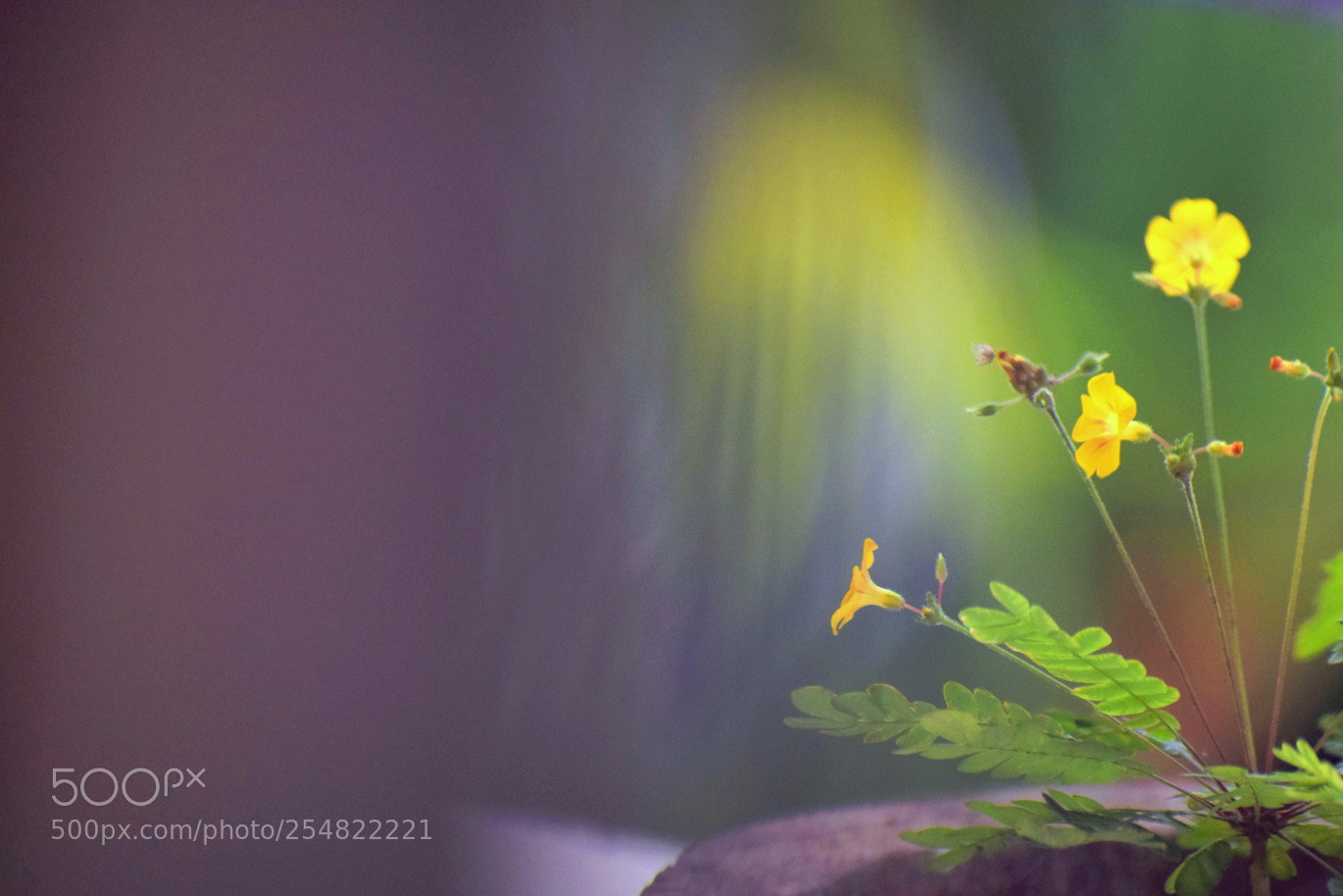 Nikon D5300 sample photo. Small yellow flowers photography