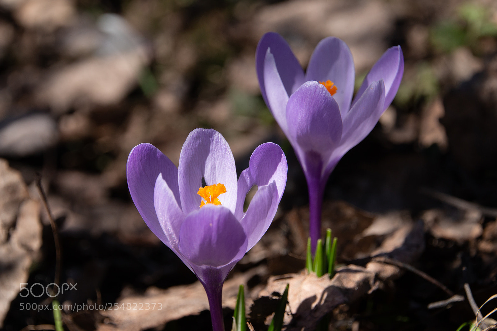 Canon EOS 70D sample photo. Spring photography