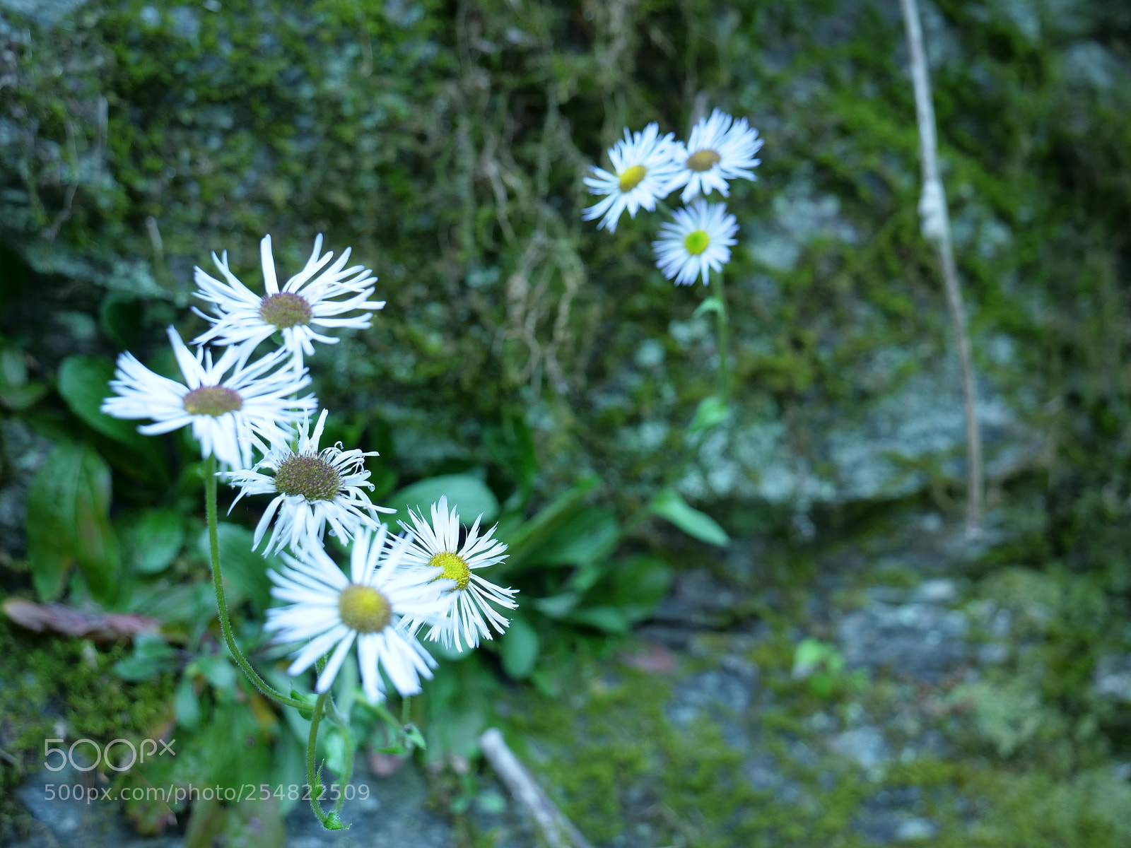 Panasonic Lumix DC-GH5 sample photo. White flower focused photography