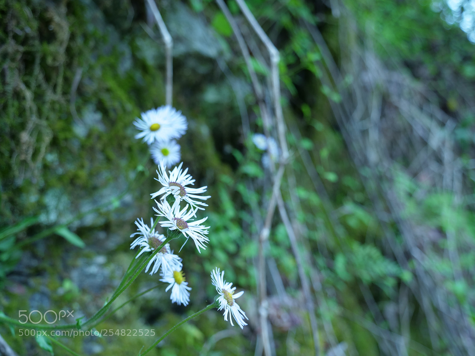 Panasonic Lumix DC-GH5 sample photo. White flower profile photography