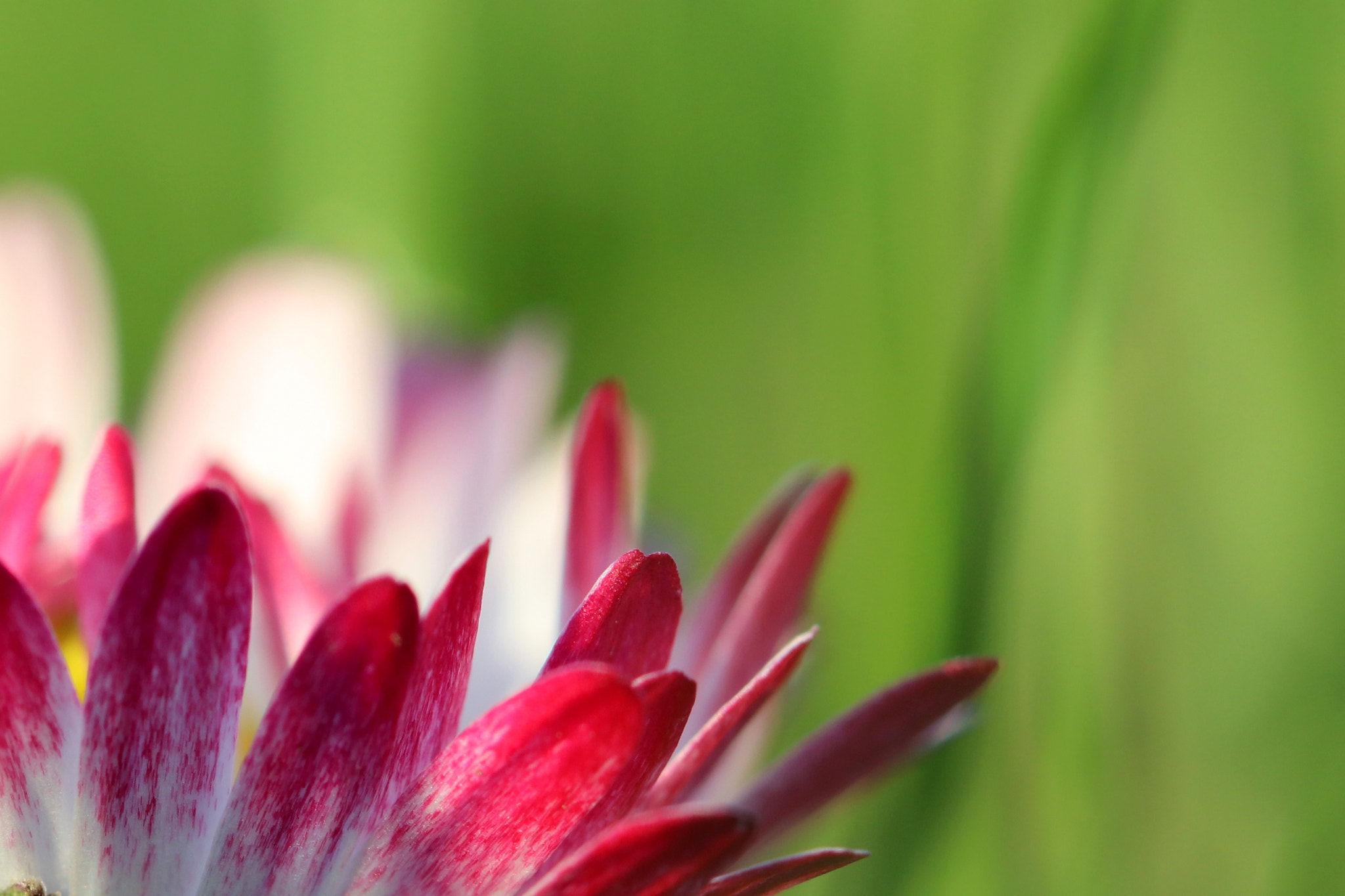 Canon EF 100mm F2.8 Macro USM sample photo