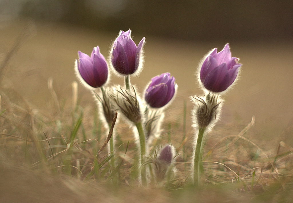 Canon EOS 600D (Rebel EOS T3i / EOS Kiss X5) + Canon EF 35-80mm f/4-5.6 sample photo. Pulsatilla slavica photography