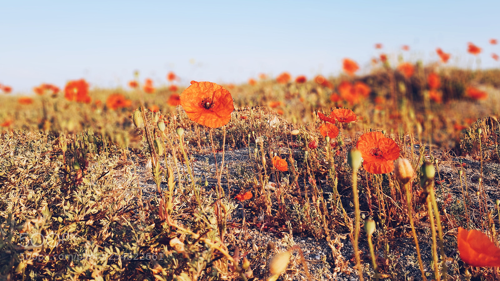 Samsung Galaxy S9 sample photo. Poppies sunrise. photography